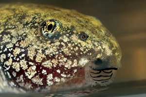 Immagini del 28 marzo 2013: Tadpole
