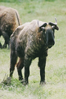 Stampe di Takin Immagini datate 2003 marzo: Takin