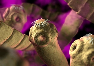Intestinal Parasites Stampe: Tapeworms
