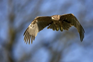 Large Bird Of Prey Stampe: Tawny eagle in flight
