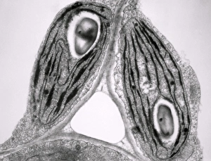 Stampe di La micrografia elettronica di trasmissione delle clorofille dallo strato giallognolo di una pianta coleus variegata con foglie gialle/grene Coleus blumei Immagini datate 1985 marzo: Temi dei cloroplasti