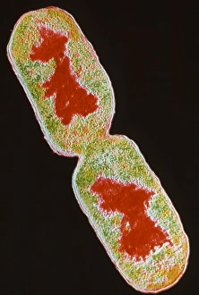 E Coli Bacteria Stampe: TEM E. Coli