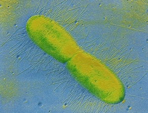 Escherichia Coli Micrograph Stampe: TEM of E. coli bacterium