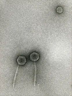 Virology Research Stampe: TEM of Lambda bacteriophages