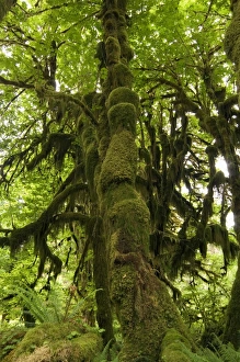 Temperate Rainforest Stampe: Temperate rainforest