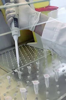 Stampe di Stagione per i virus. Un tecnico utilizza un pipettino per riempire piccoli vetrini di campioni Immagini datate 2011 marzo: Verifica per virus