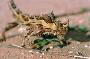Stampe di Il rettile di scaglie spinose (Moloch horridus) sul sabbia. La colorazione bruna di questo latticino desertico aiuta a nascondersi nella vegetazione e nel sasso rosso Immagini datate 2002 gennaio: Lacerta spinosa
