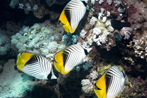 Butterflyfish Species Stampe: Threadfin butterflyfish