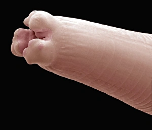 Stampe di Cefalottriche di filo colpito da microscopio elettronico a scansione (SEM) della testa del verme a secco di filo (Enterobius sp.) Immagini datate 2010 agosto: Acaro del filo, SEM