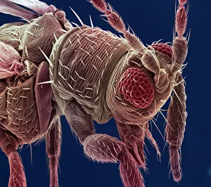Stampe di Il triplo. Coloured scanning electron micrograph (SEM) di un triplo o farfalla tifone (Heliothrips sp.). Le sue occhie da complesso sono marroni e le antenne si trovano tra gli occhi Immagini datate 2002: Triplo, SEM