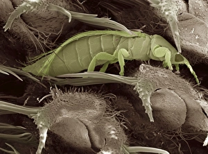 Insect Feeding Habits Stampe: Thrips, SEM