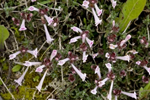Herb Garden Photos Stampe: Thyme (Thymus integer)