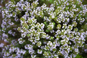 Thyme Plant Stampe: Thyme (Thymus sp. )