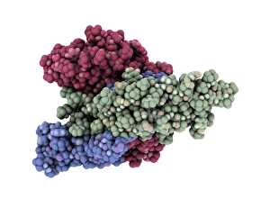 Stampe di La molecola di hormona stimolante del tiroide. Modello computer mostrando la struttura della molecola di una hormona stimolante del tiroide (TSH) Immagini datate 2009 ottobre: Foso stimolante della ghiandola tiroidale