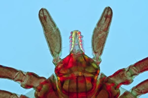 Castor Bean Tick Stampe: Tick, light micrograph