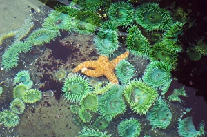 Washington State Wildlife Photos Stampe: Tide pool