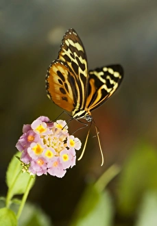Butterfly Mimicry Examples Stampe: Tiger longwing butterfly