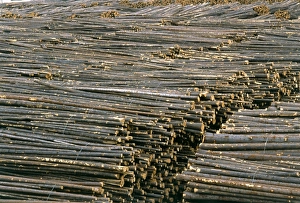 Timber Industry Stampe: Timber