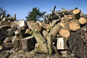 Forestry Industry Stampe: Timber yard