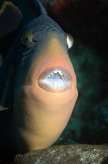 Tropical Sea Creatures Stampe: Titan triggerfish