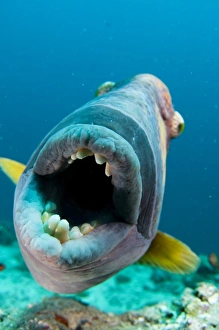 Immagini del 12 marzo 2013: Pesce trattenitore di Titano