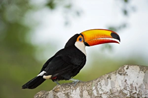Tropical Bird Photography Stampe: Toco toucan in a tree