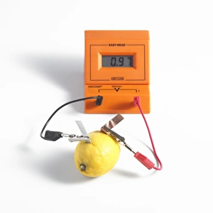 Stampe di La batteria di limone. Sono stati inseriti eletrodi in rame (arancione) e zinco (argentato) all'interno del limone, collegati a dei fili per produrre l'elettricità Immagini datate 2011 ottobre: Pila di pomodoro