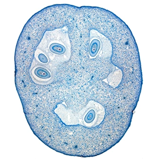 Stampe di Il frutto del pomodoro. Micrografia di una sezione attraverso il giovane frutto di un pianta di pomodoro (Solanum lycopersicum), che mostra i semi (ovuli, ovali) in via di sviluppo all'interno Immagini datate 2012 gennaio: Il frutto del pomodoro, micrografia di luce