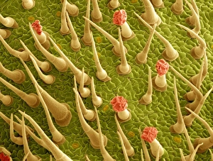Photosynthesis Process Stampe: Tomato leaf surface, SEM