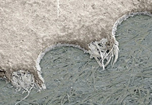 Scanning Electron Micrograph SEM Stampe: Torn postage stamp, SEM