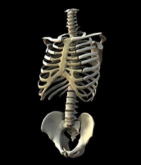 Human Skeletal System Stampe: Torso bones