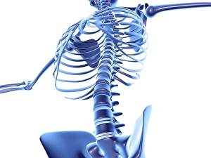 Human Skeleton Stampe: Torso bones, computer artwork