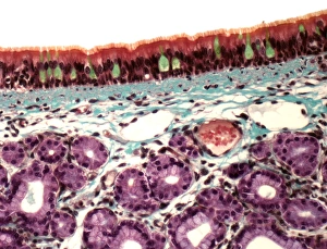 Respiratory System Anatomy Stampe: Trachea, light micrograph