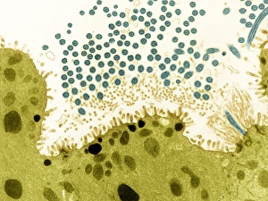Coloured Transmission Electron Micrograph Stampe: Trachea lining, TEM