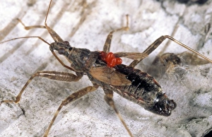 Insect Images Stampe: Tree damsel bug
