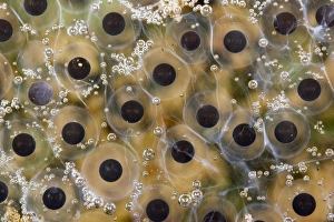 Rainforest Amphibians Stampe: Tree-frog frog spawn C013 / 8868