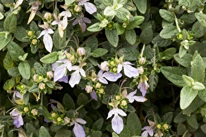 Spanish Wildflowers Stampe: Tree germander (Teucrium fruticans)