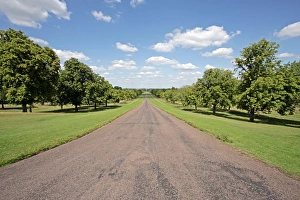 Oak Tree Images Stampe: Tree lined road