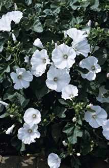 Purple Flowering Plants Outdoors Stampe: Tree mallow flowers