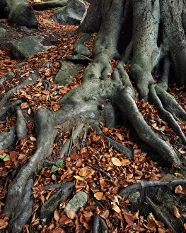 Beech Tree Roots Stampe: Tree roots of a beech tree