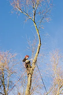 Green Space Management Stampe: Tree surgery