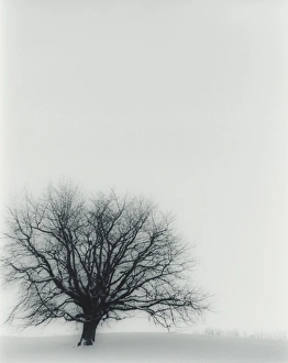 Tree In Snow Stampe: Tree in winter