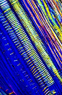 Polarised Light Microscopy Stampe: Tree xylem vessels, light micrograph