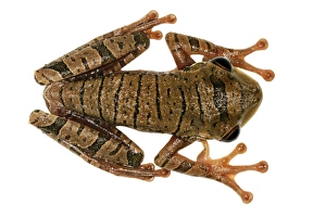 Rainforest Animal Photography Stampe: Treefrog