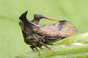 Stampe di Un saltellatore di albero su un stelo vegetale. I saltellatori (famiglia Membracidae) sono insetti che hanno corpi spesso assunti forme strane pensate per favorire la mimetica Immagini datate 2012 ottobre: Cicloide Trehopper C014/4650