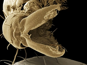 SEM Images Of Insects Stampe: Treehopper leg, SEM