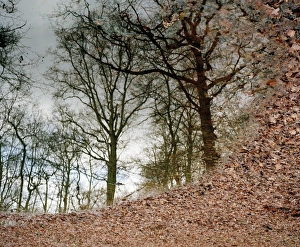 Trees In Water Reflection Stampe: Trees reflected in a pool of water