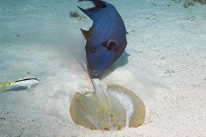 Sandy Bottom Habitat Stampe: Triggerfish and ray
