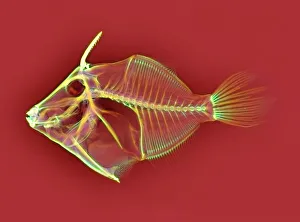 Stampe di Il scheletro del pesce spada. Radiografia colorata di un pesce spada (famiglia Balistidae) Immagini datate 2004: Scheletro di triglia del pesce spada, ragno a risonanza x