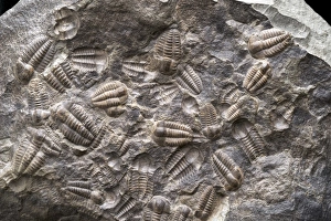 Stampe di Tumulo contenente una concentrazione di Ellipsocephalus hoffi (Schlotheim 1823), Cambrico medio , Formazione di Jince , zona Hydrocephalus lyelli , Monte Konicek, Jince, Repubblica Ceca Immagini datate 2013 febbraio: Assemblea di Trilobiti